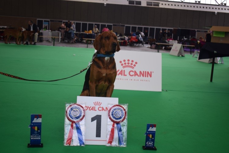 ROZMARYN PwL BOB BENELUX WINNER 2018 .jpg