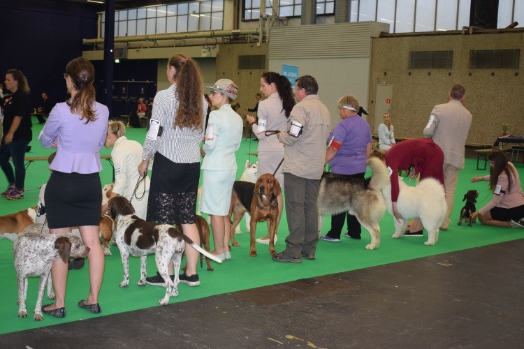 Benelux Winner _ROZMARYN PwL RING PRZYGOTOWAWCZY .jpg