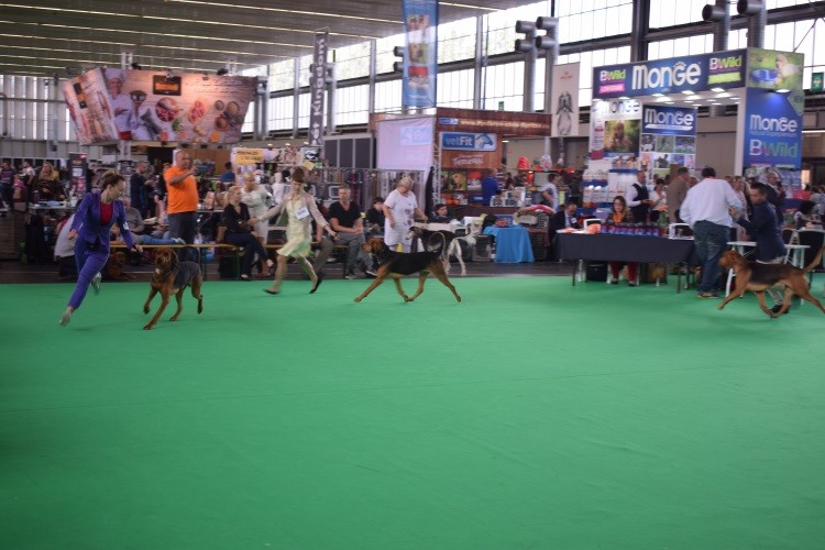 WDS 2018 ROZMARYN PwL, ZAWISZA z Kniaziow_DZIKARZ PC.jpg