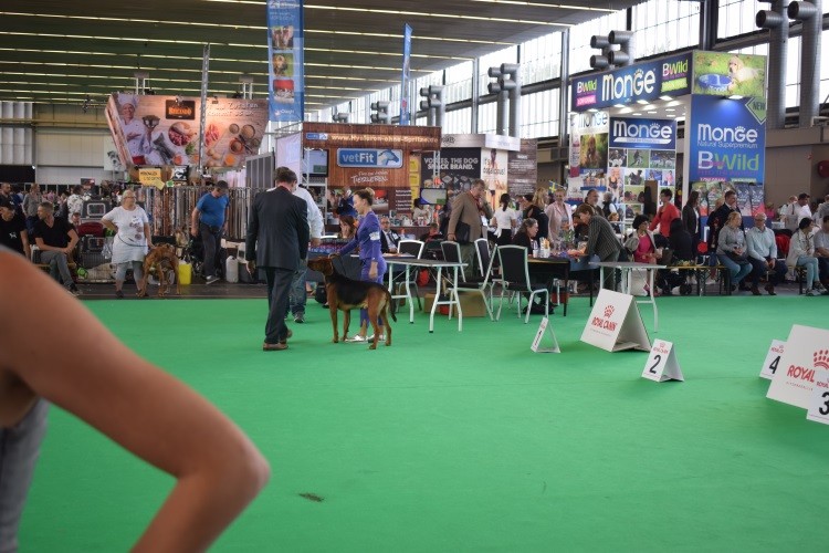 WDS 2018 ROZMARYN PwL.jpg