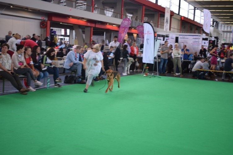 WDS_2018 DZIKARZ PC.jpg