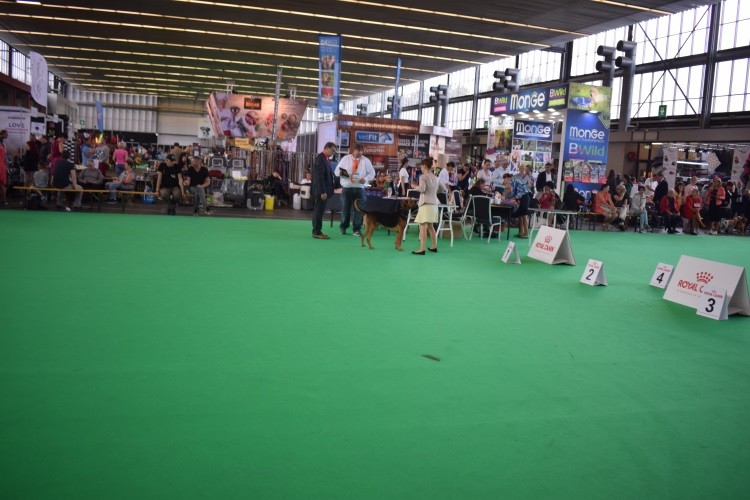 WDS_2018 ZAWISZA z Kniaziow.jpg