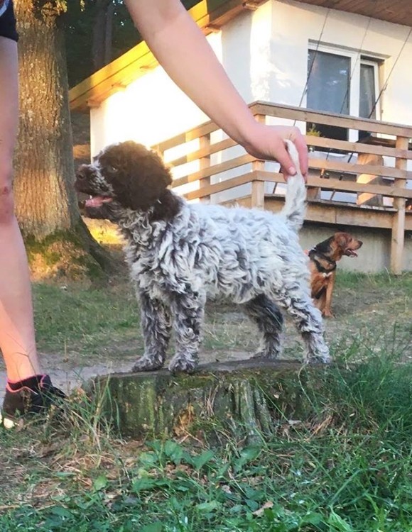 ANABEL lagotto romagnolo
