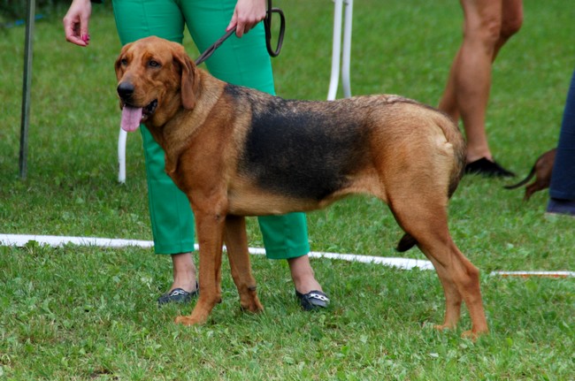 ELJA Sokoli Lot 1.JPG