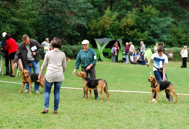 GALASÓWKA, GAJA, NADZIEJA.JPG