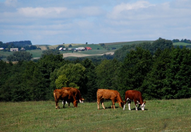 Za płotem
