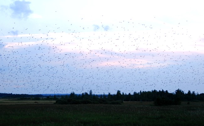 DSC_4075.JPG