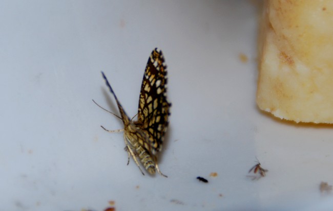 DSC_4109.JPG