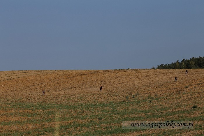 Grzecznie wraca, aż dziwne.