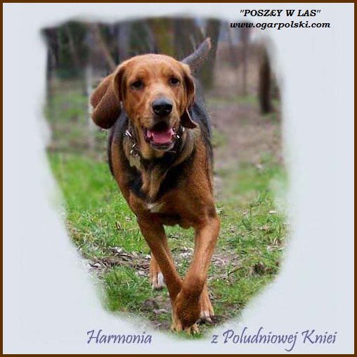 Harmonia portret.jpg