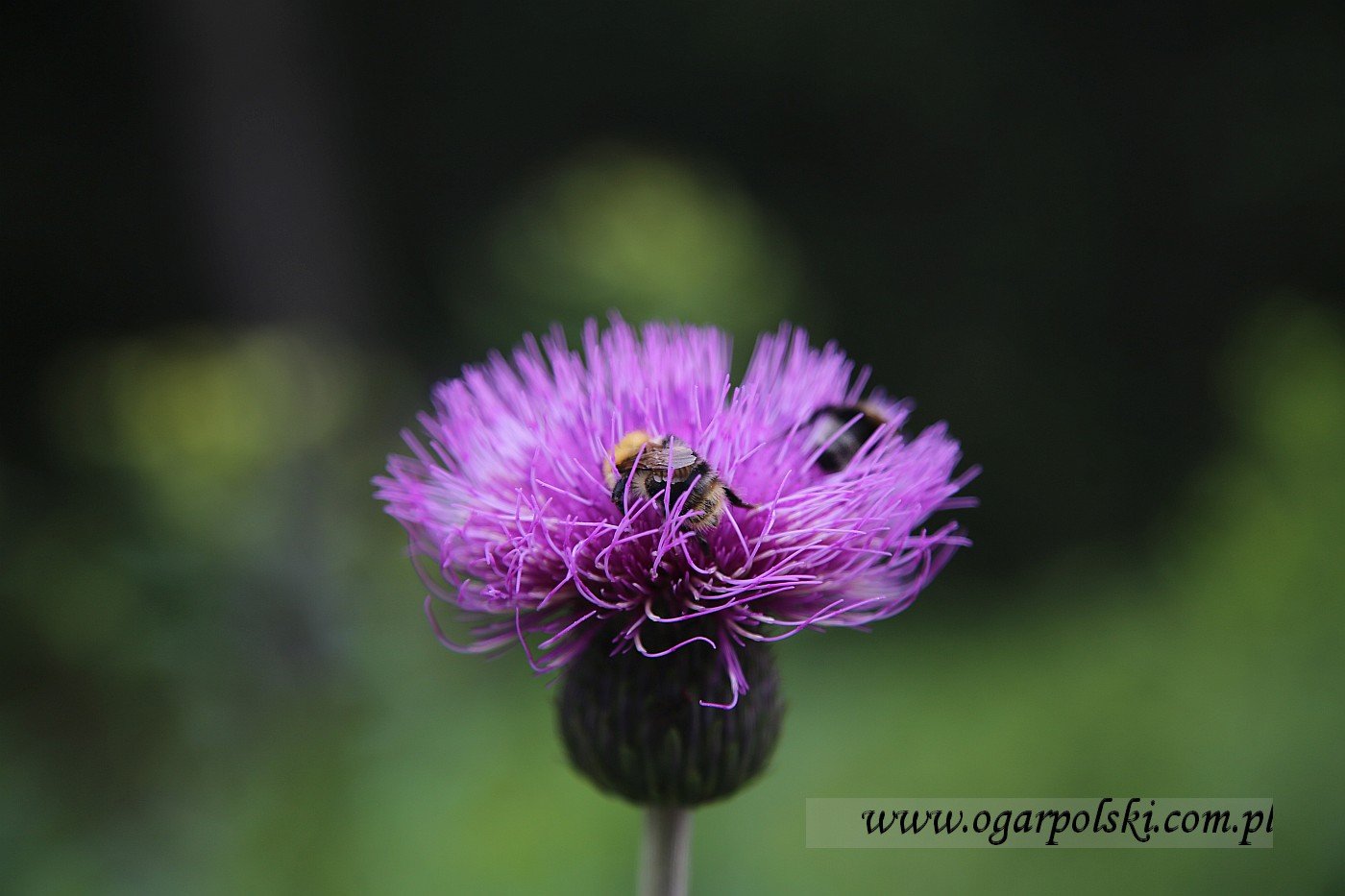 małe-IMG_3207.jpg