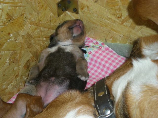 jem, śpię i trawię
