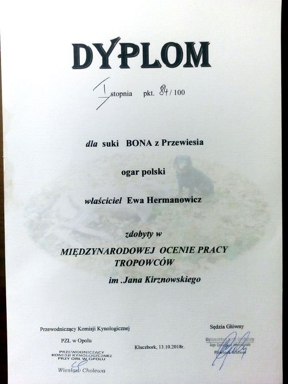dyplom