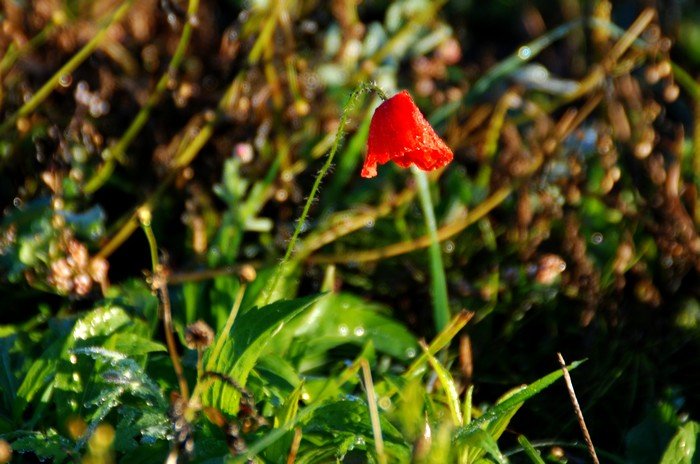 DSC_4846.JPG