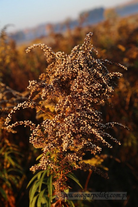 małe-IMG_5037.jpg