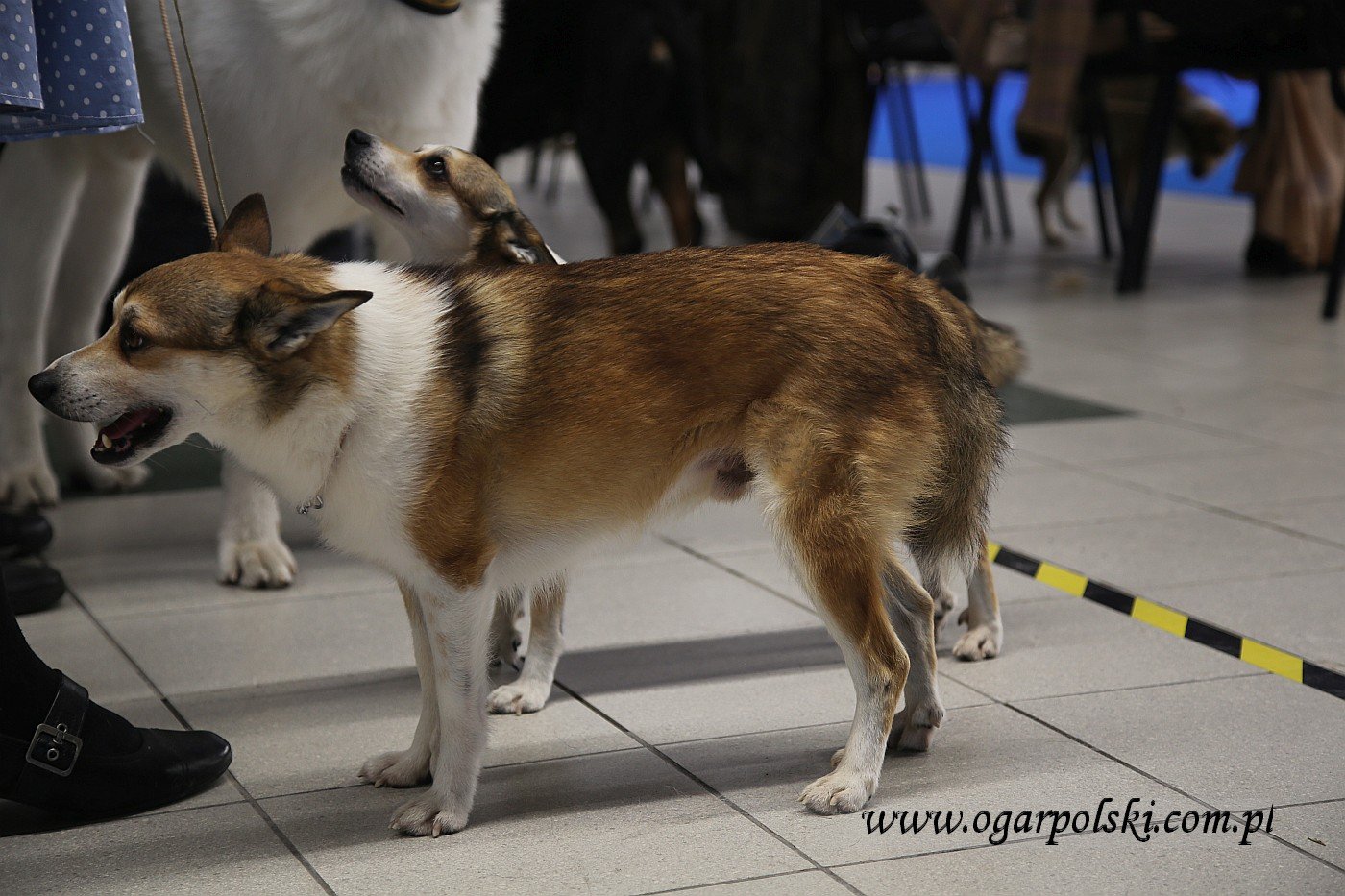 Norweski pies na maskonury - lundehund