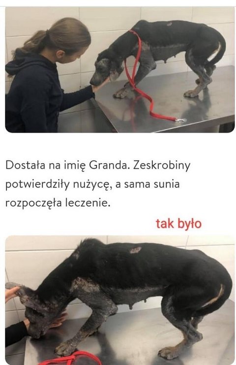 taką ją znaleźliśmy w lesie - prawie dwie doby ją łapałyśmy