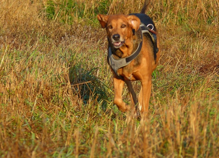 P1090692-crop.JPG