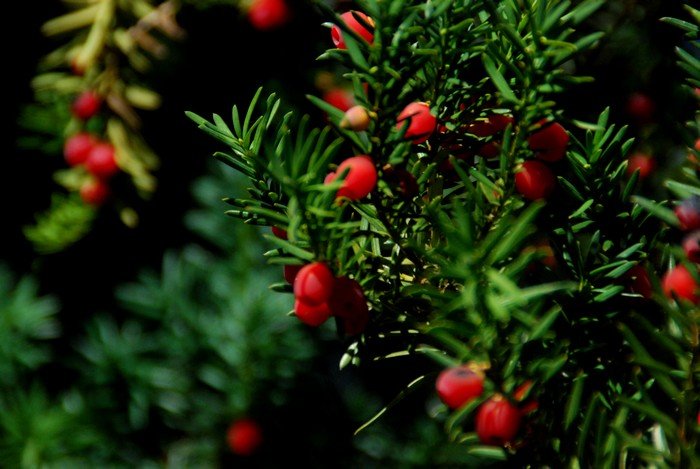 DSC_4935.JPG