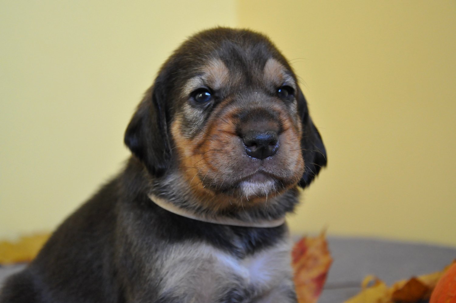 DSC_0078.JPG BB.jpg