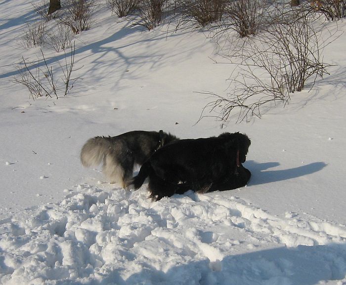 Tutaj dołączył jeszcze 5-letni Nobel (Flat Coated Retriever) i wszyscy na jednego ;)))))