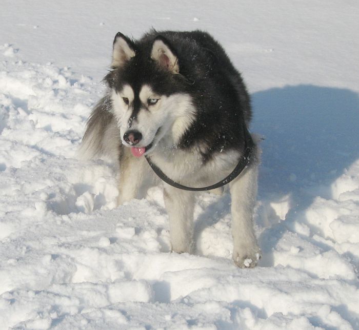 Luna - niestety na tym tle za dobrze jej nie widać :]