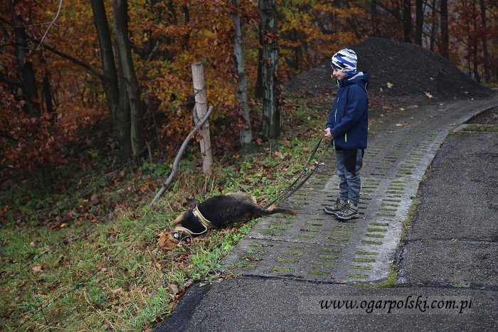 Fatra edukowała Kacpra po co krowy robią kupy przy drodze.