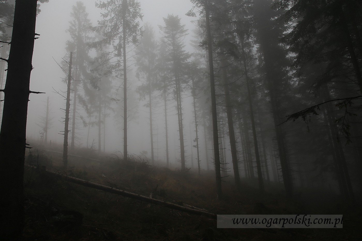 Horror klasyczny.