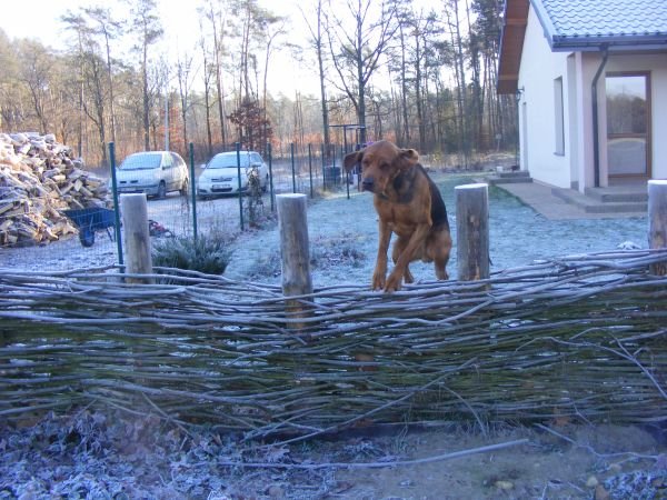 no to hop.jpg