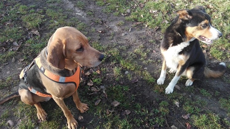 Tutaj Cykada ze Spotem - border collie wersja robocza, naprawdę pasie owieczki