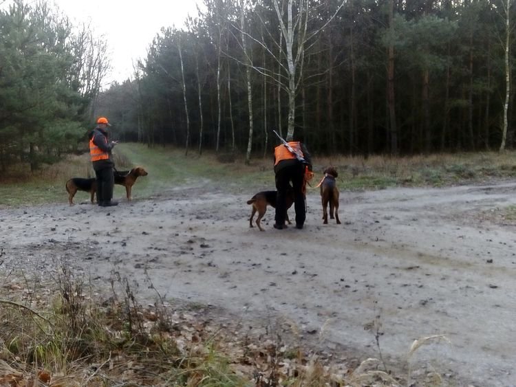 Ogary sie niecierpliwią