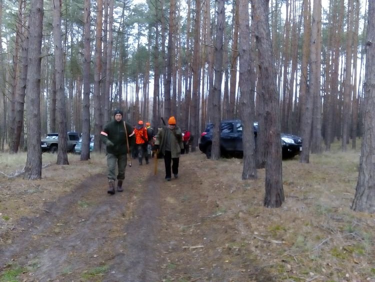 Koniec miotu - wracają myśliwi, naganiacze i psy