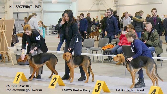 77 KL. SZCZENIĄT PSY 01.jpg