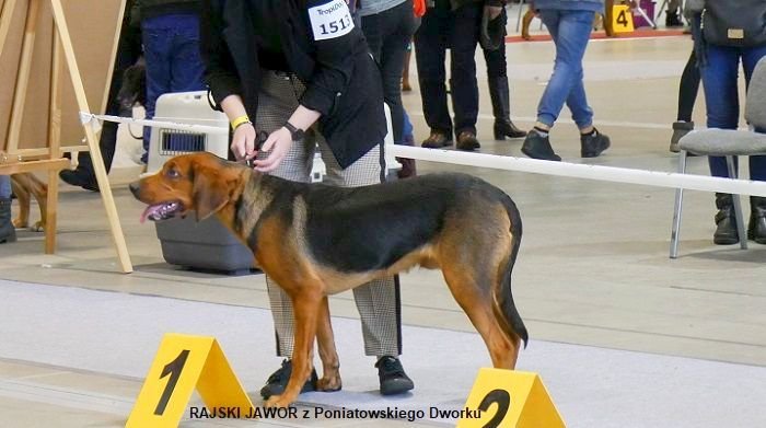 75 RAJSKI JAWOR z Poniatowskiego Dworku 02 16-12-2018 RING.jpg