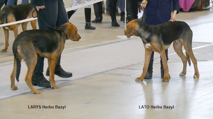 76 LARYS I LATO Herbu Bazyl 01.jpg