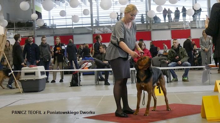 67 PANICZ TEOFIL z Poniatowskiego Dworku 01 16-12-2018 RING.jpg