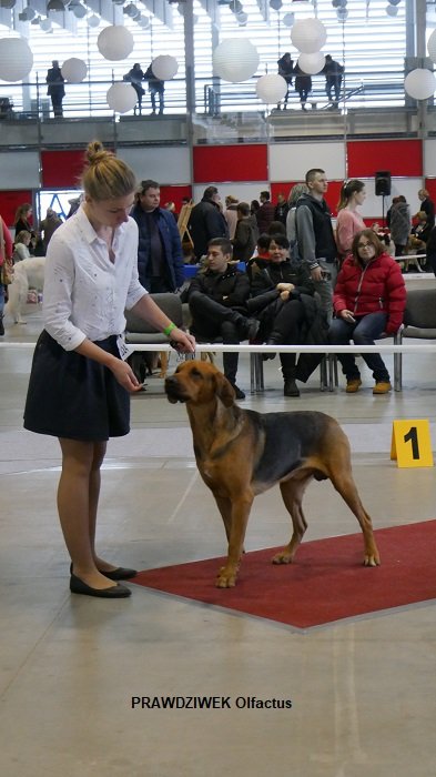 56 PRAWDZIWEK Olfactus 01 RING.jpg