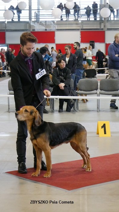50 ZBYSZKO Psia Cometa RING.jpg