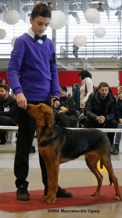 40 SHIRA Mazowieckie Ogary 01 16-12-2018 RING.jpg