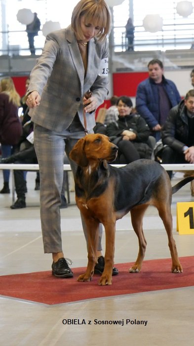 41 OBIELA z Sosnowej Polany 01 RING.jpg