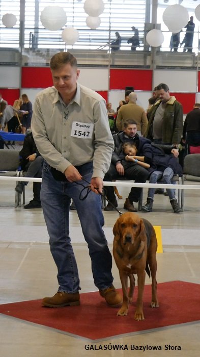21 GALASÓWKA Bazylowa Sfora 01 RING.jpg