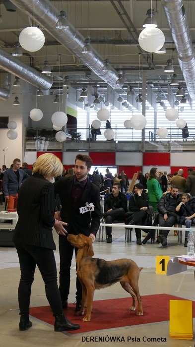 24 DERENIÓWKA Psia Cometa 01 RING.jpg