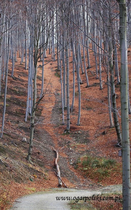 Góry Złote.