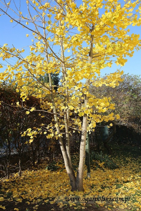 małe-IMG_5682.jpg