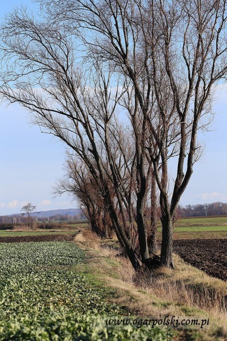 Fota, aż się prosiła :).