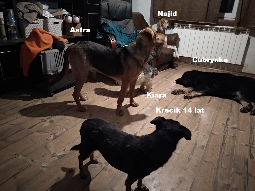 astra.jpg
