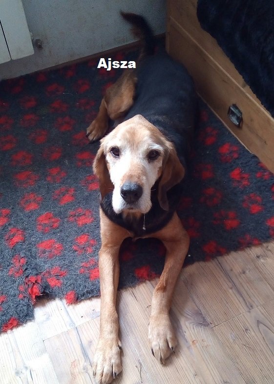 ajsza 1.jpg