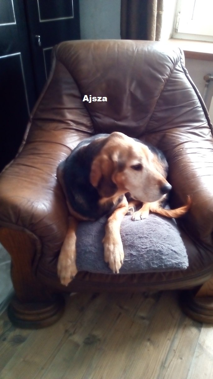 ajsza2.jpg