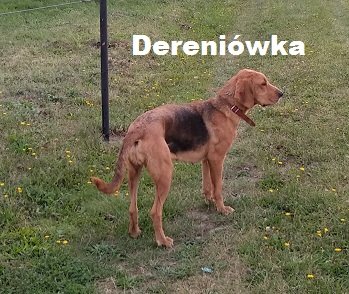 dera.jpg