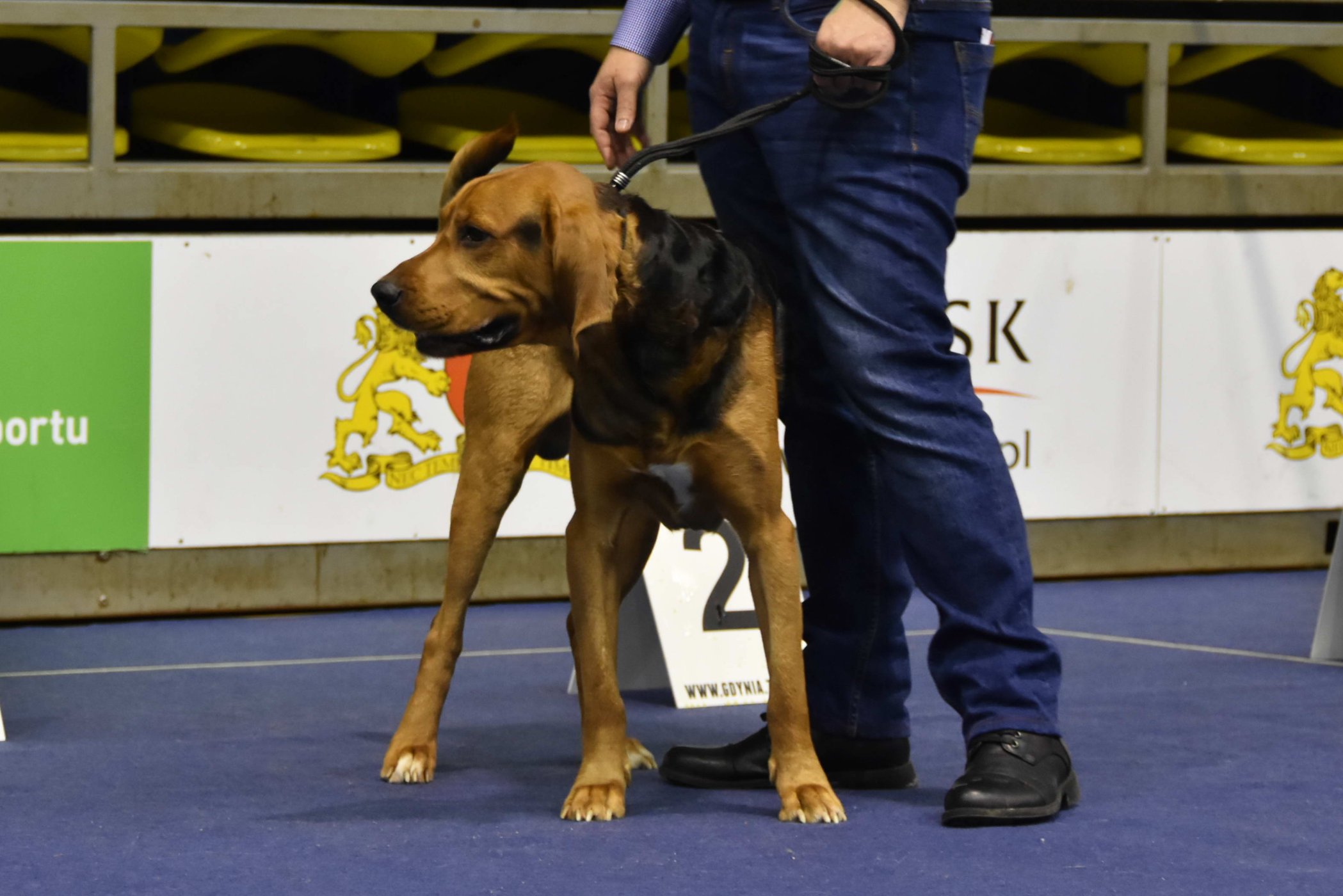 KAJKO z Glinianej Osady